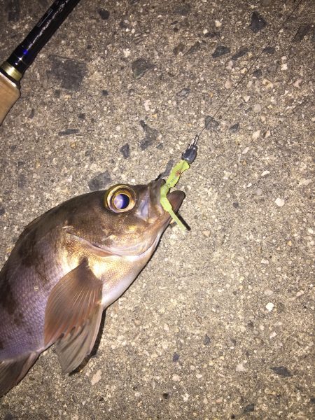 渋いメバル釣行